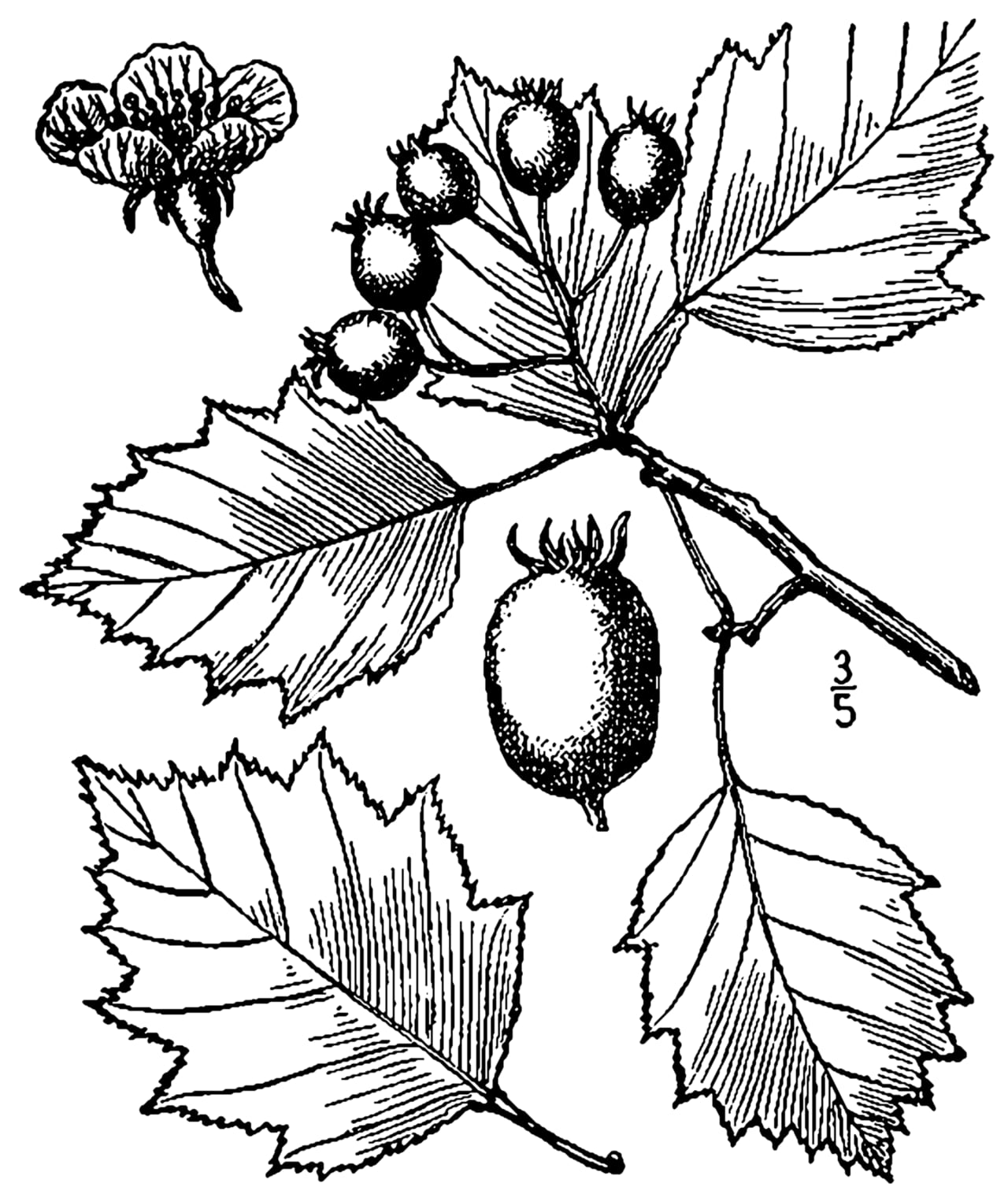 Bigfruit hawthorn (Crataegus macrosperma)