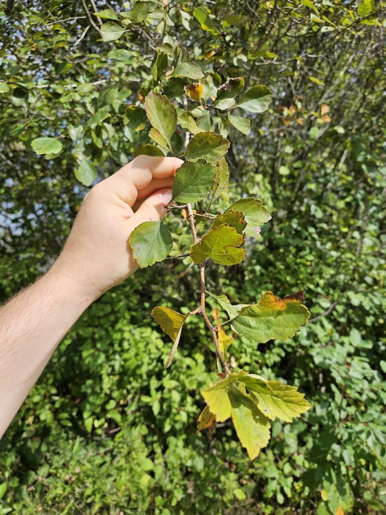 Margarett's hawthorn (Crataegus margarettiae)