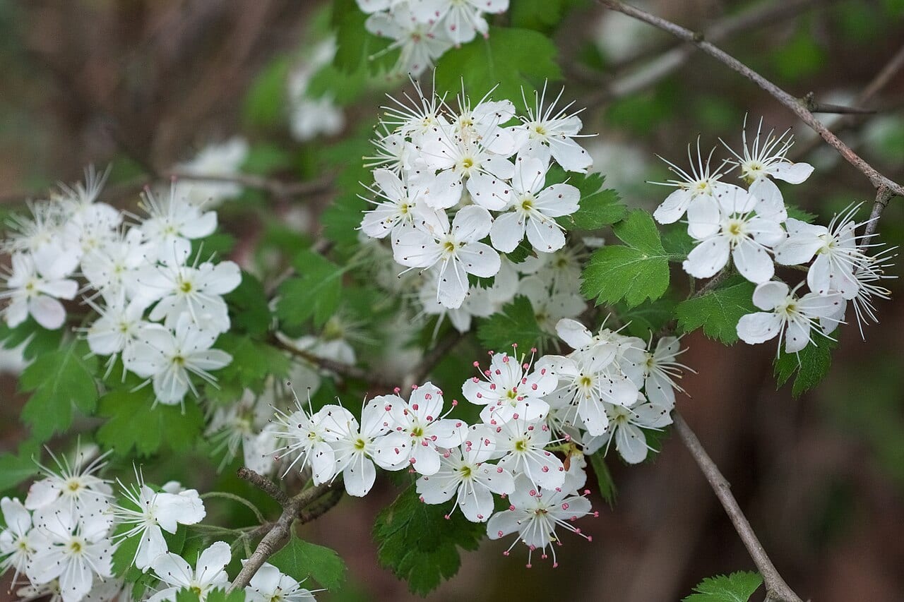 Parsley hawthorn (Crataegus marshallii)
