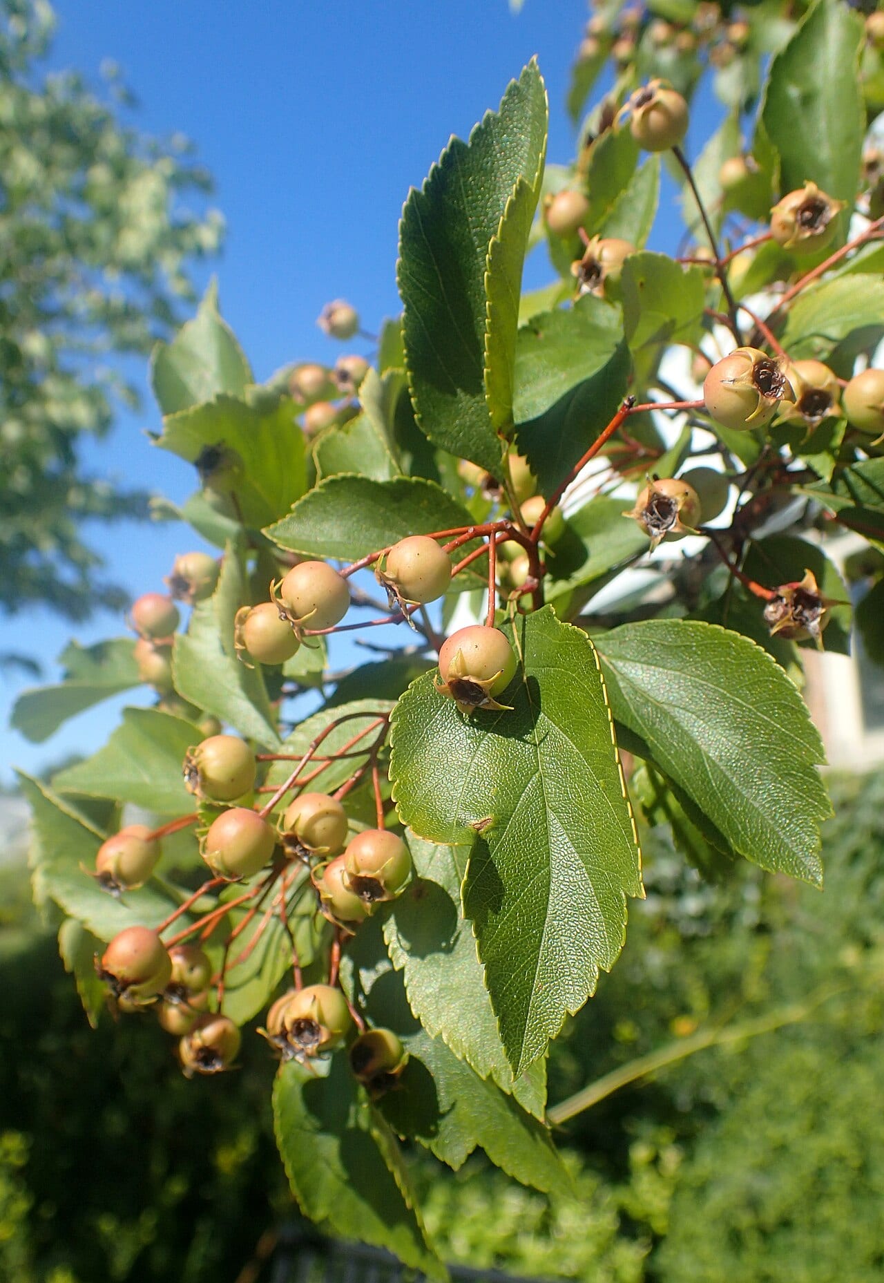 Glossy hawthorn (Crataegus nitida)