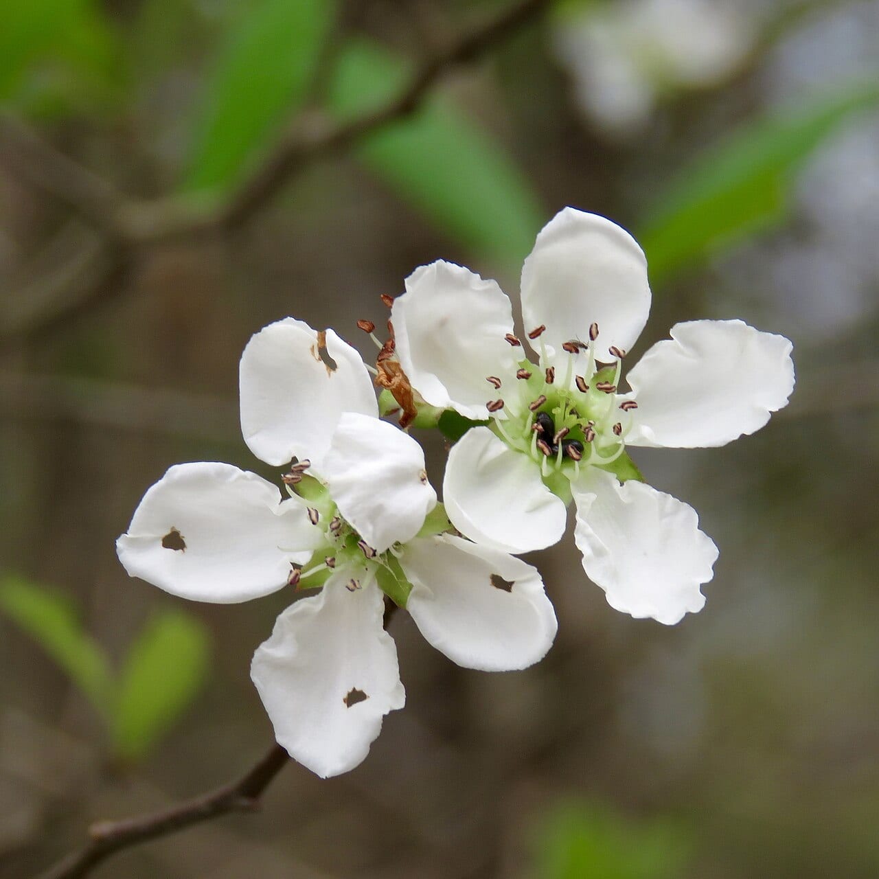 Mayhaw (Crataegus opaca)