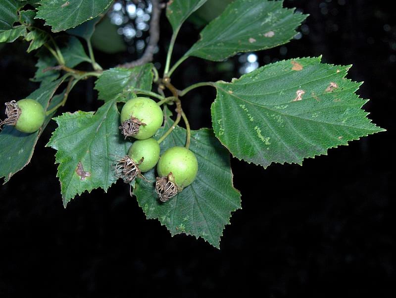 Waxyfruit hawthorn (Crataegus pruinosa)