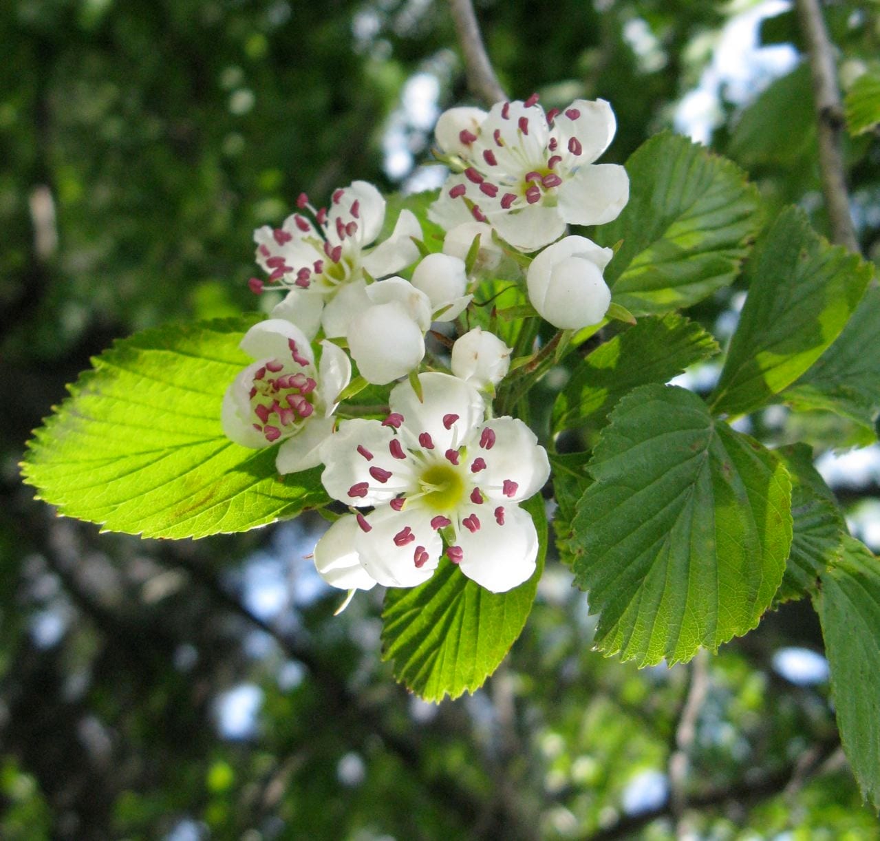 Dotted hawthorn (Crataegus punctata)