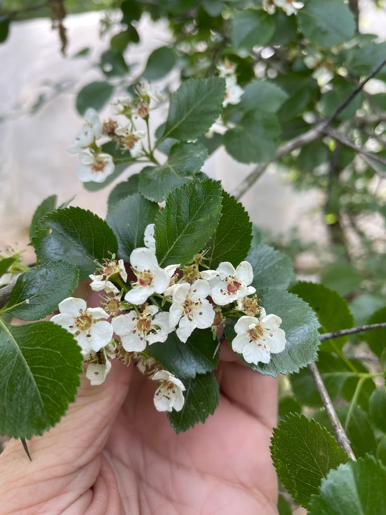Reverchon's hawthorn (Crataegus reverchonii)