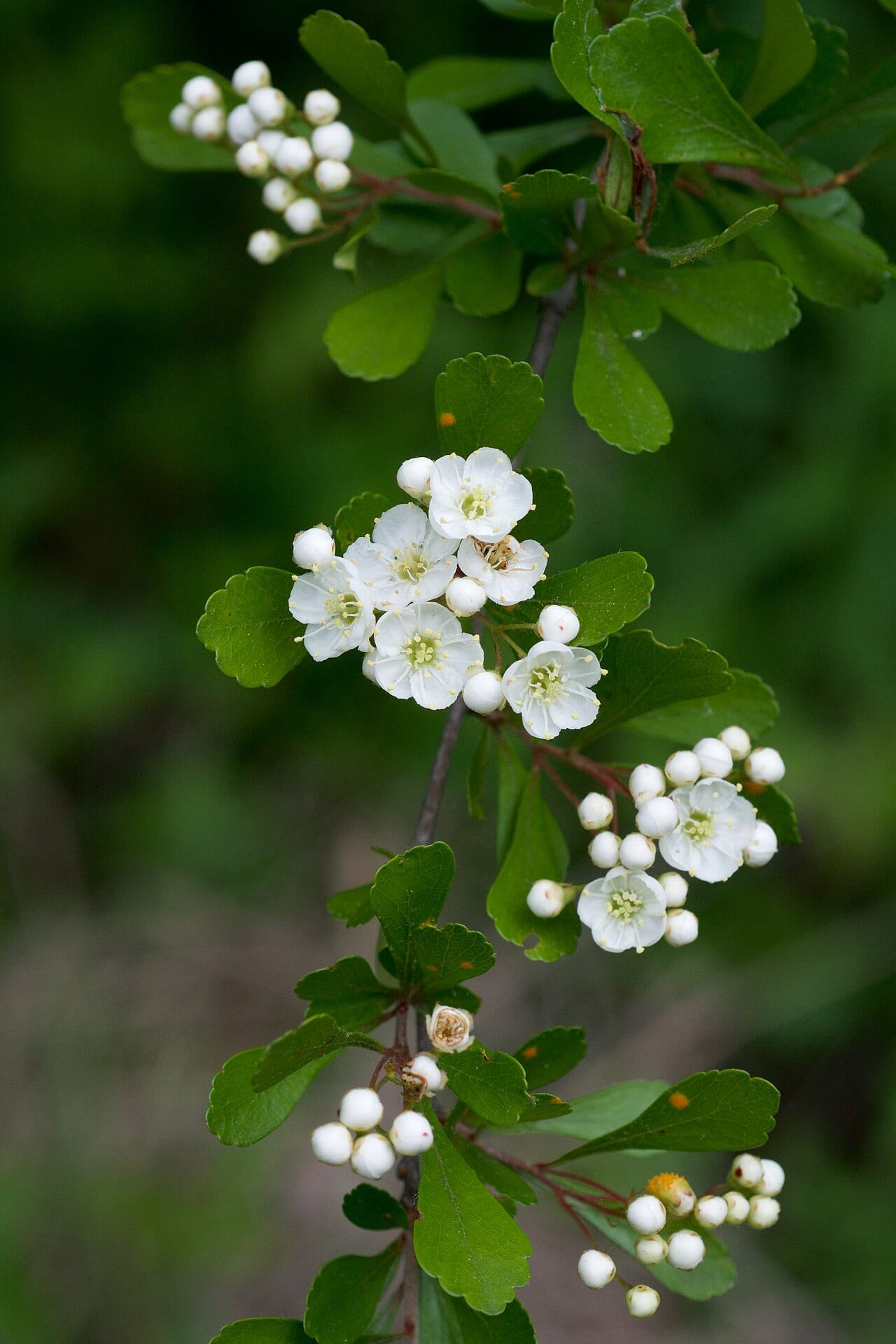 Littlehip hawthorn (Crataegus spathulata)
