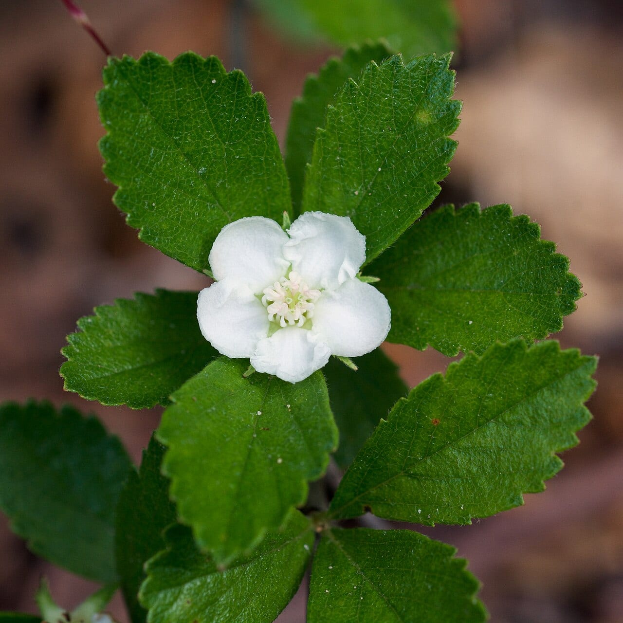 Dwarf hawthorn (Crataegus uniflora)