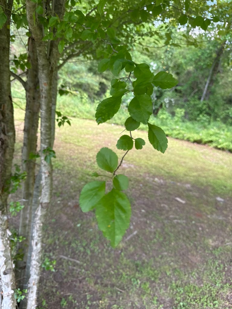 Green hawthorn (Crataegus viridis var. viridis)