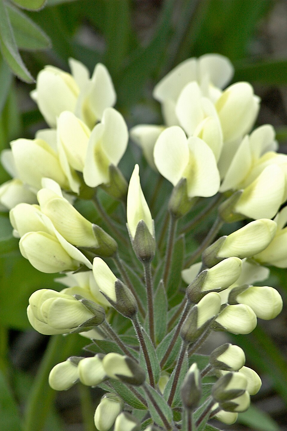 Cream Wild Indigo (Baptisia bracteata) with arching stems and creamy-white pea flowers in spring