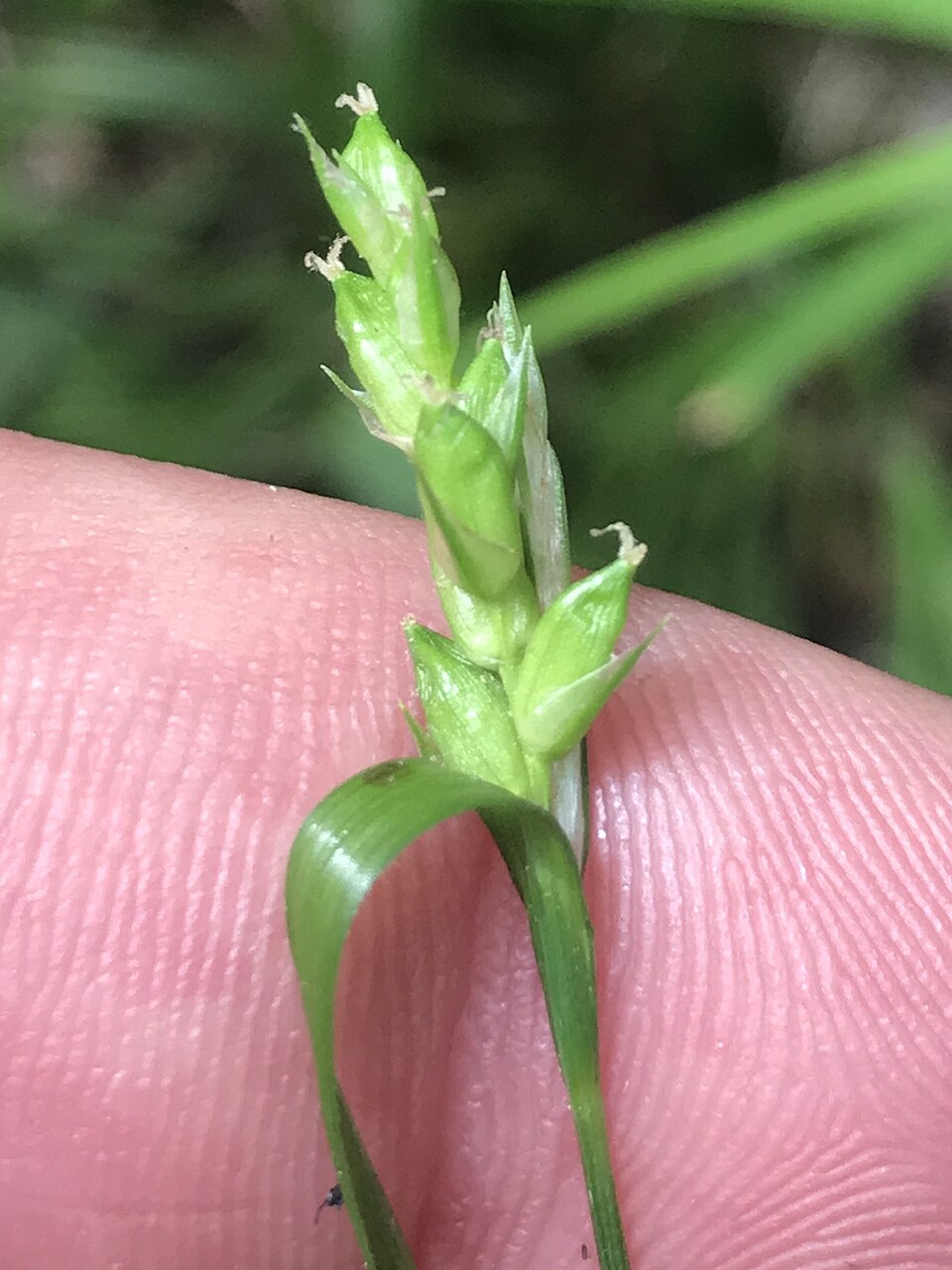Creek Sedge (Carex amphibola) — broad bluish-green clump on moist stream terrace