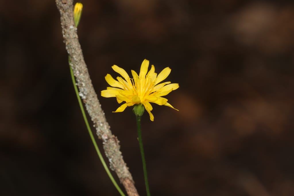 Dandelion hawksbeard (Crepis runcinata ssp. runcinata)