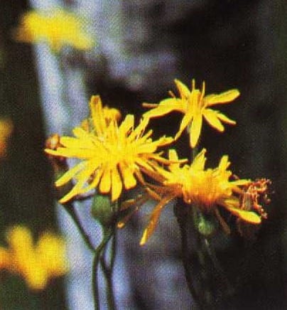 Fiddleleaf hawksbeard (Crepis runcinata)