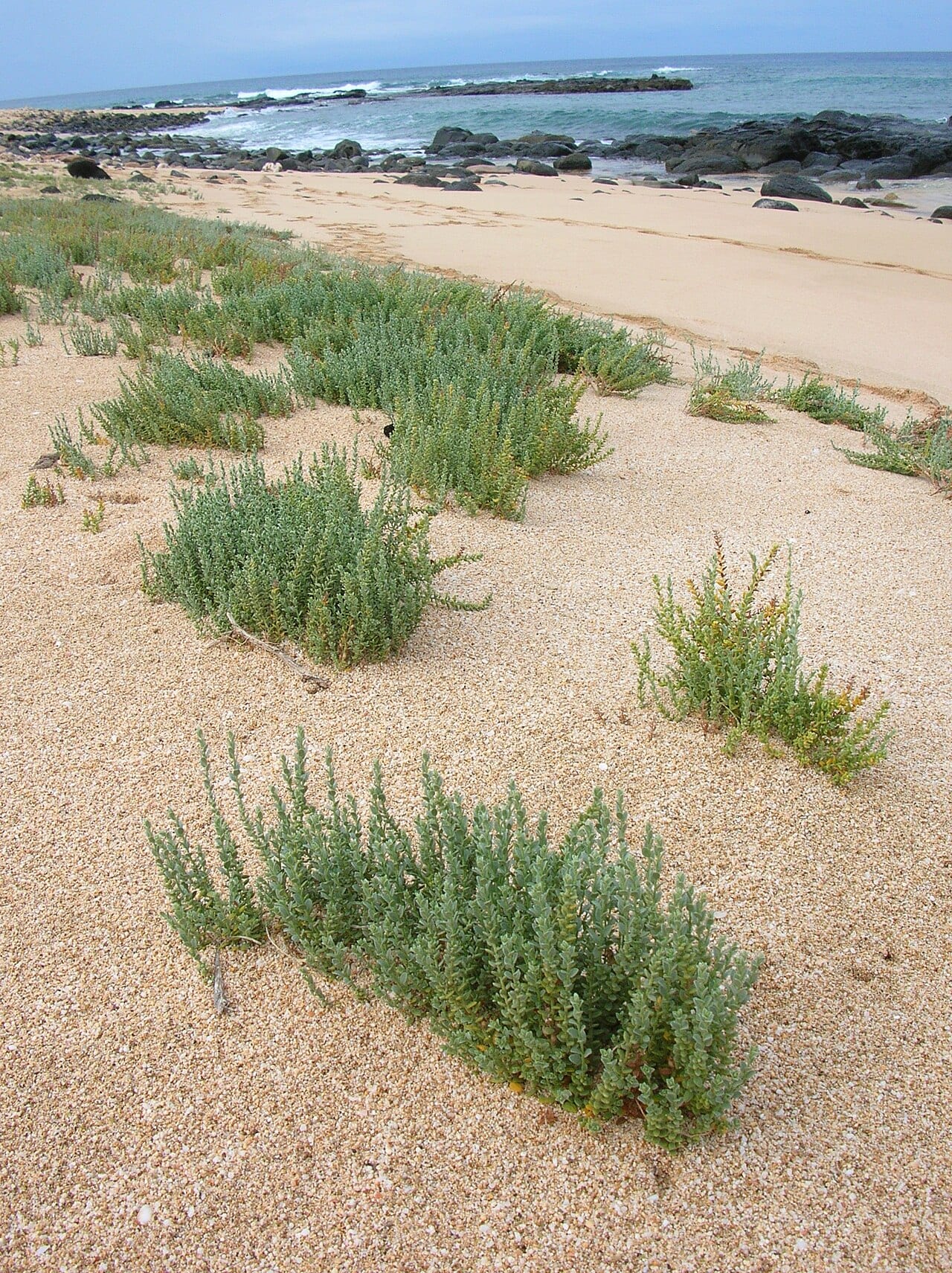 Spreading alkaliweed (Cressa truxillensis)