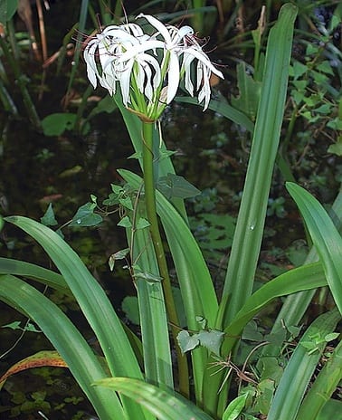 American crinum lily (Crinum americanum)