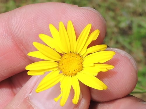 Hooker's scratchdaisy (Croptilon hookerianum var. validum)