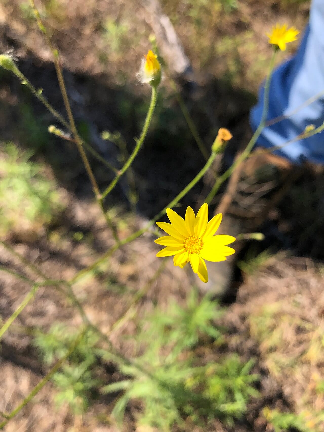 Hooker's scratchdaisy (Croptilon hookerianum)