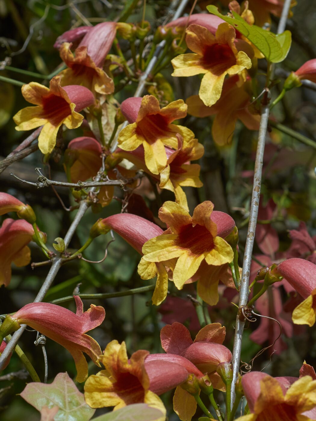 Crossvine (Bignonia capreolata) — orange trumpet flowers and opposite leaflets with branched tendril