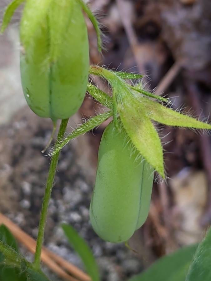 Arrowhead rattlebox (Crotalaria sagittalis)