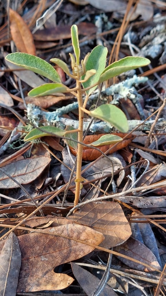 Healing croton (Croton argyranthemus)