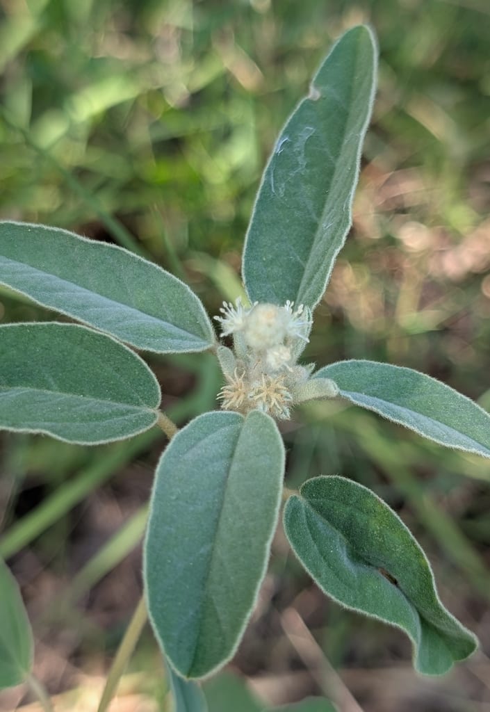 Hogwort (Croton capitatus var. capitatus)