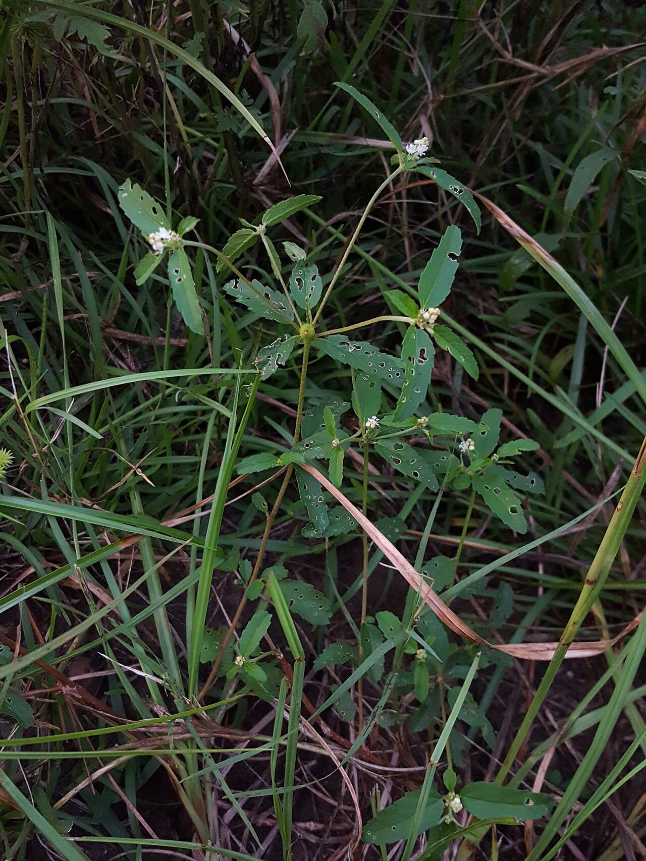 Tooth-leaved croton (Croton glandulosus)