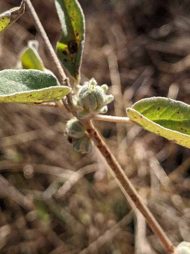 Woolly croton (Croton heptalon)
