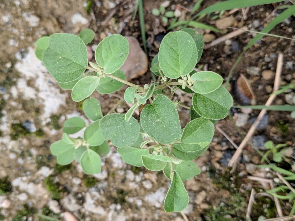 Threeseed croton (Croton lindheimerianus)