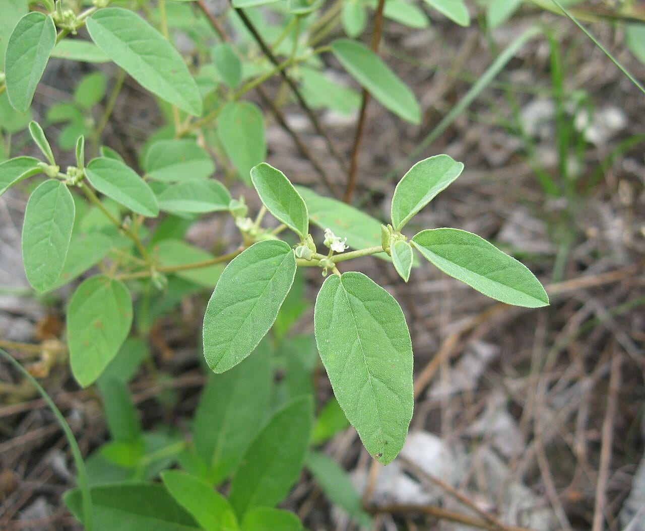 Prairie tea (Croton monanthogynus)