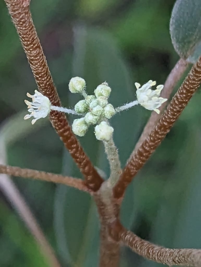 Skunkweed (Croton texensis var. texensis)