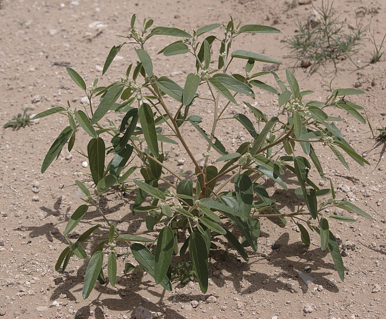 Texas croton (Croton texensis)