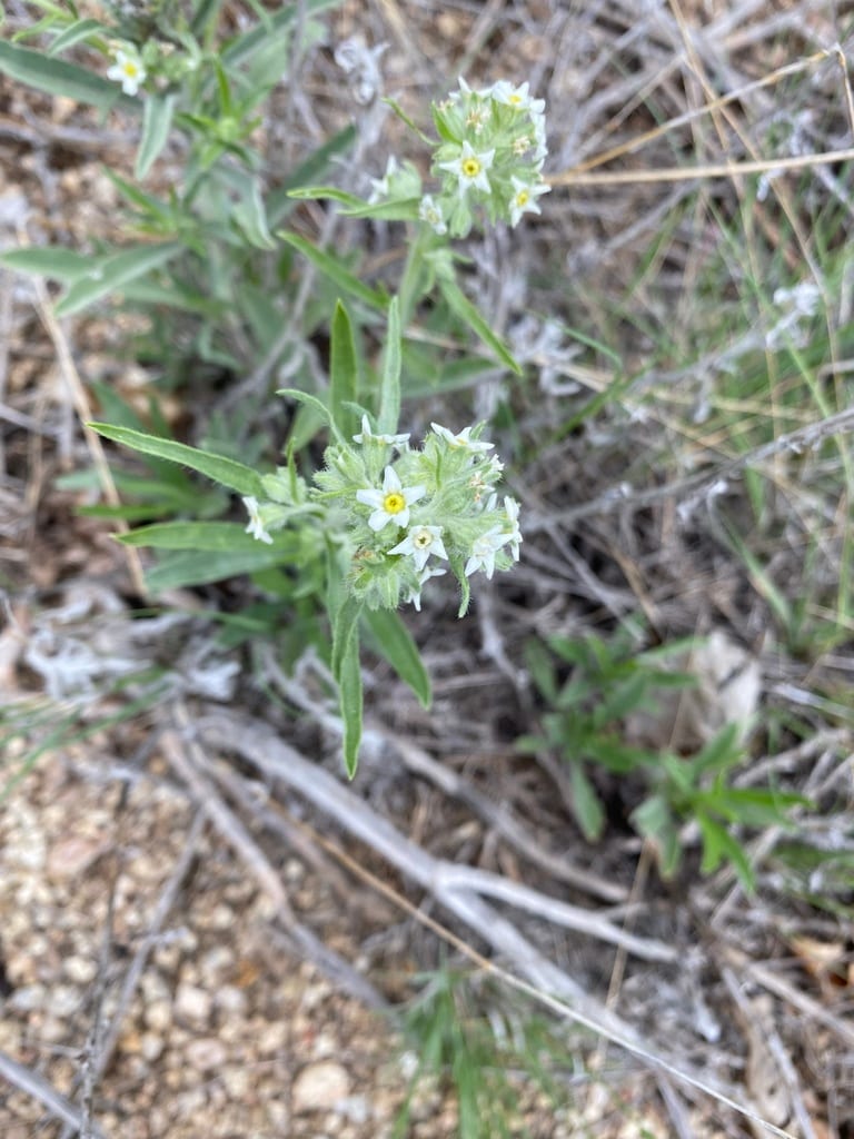 James' cryptantha (Cryptantha cinerea var. jamesii)