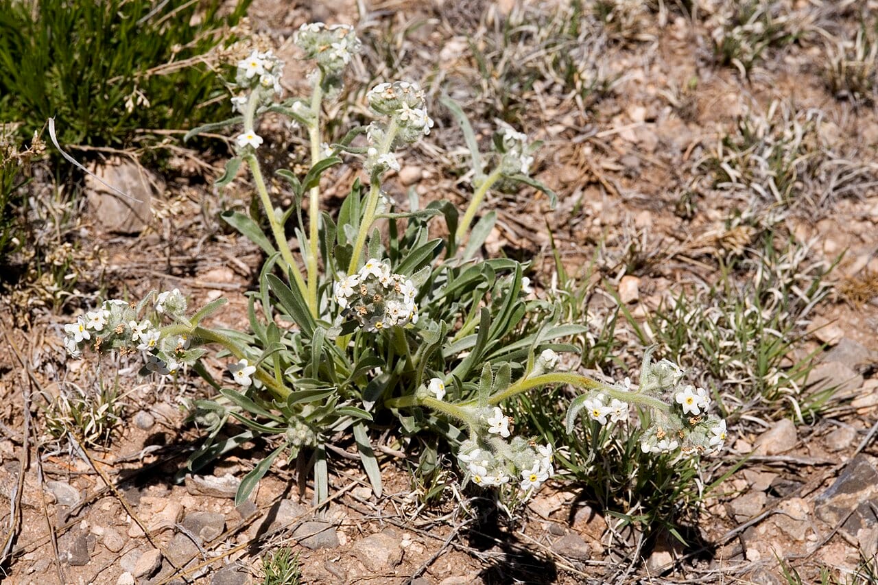 James' cryptantha (Cryptantha cinerea)