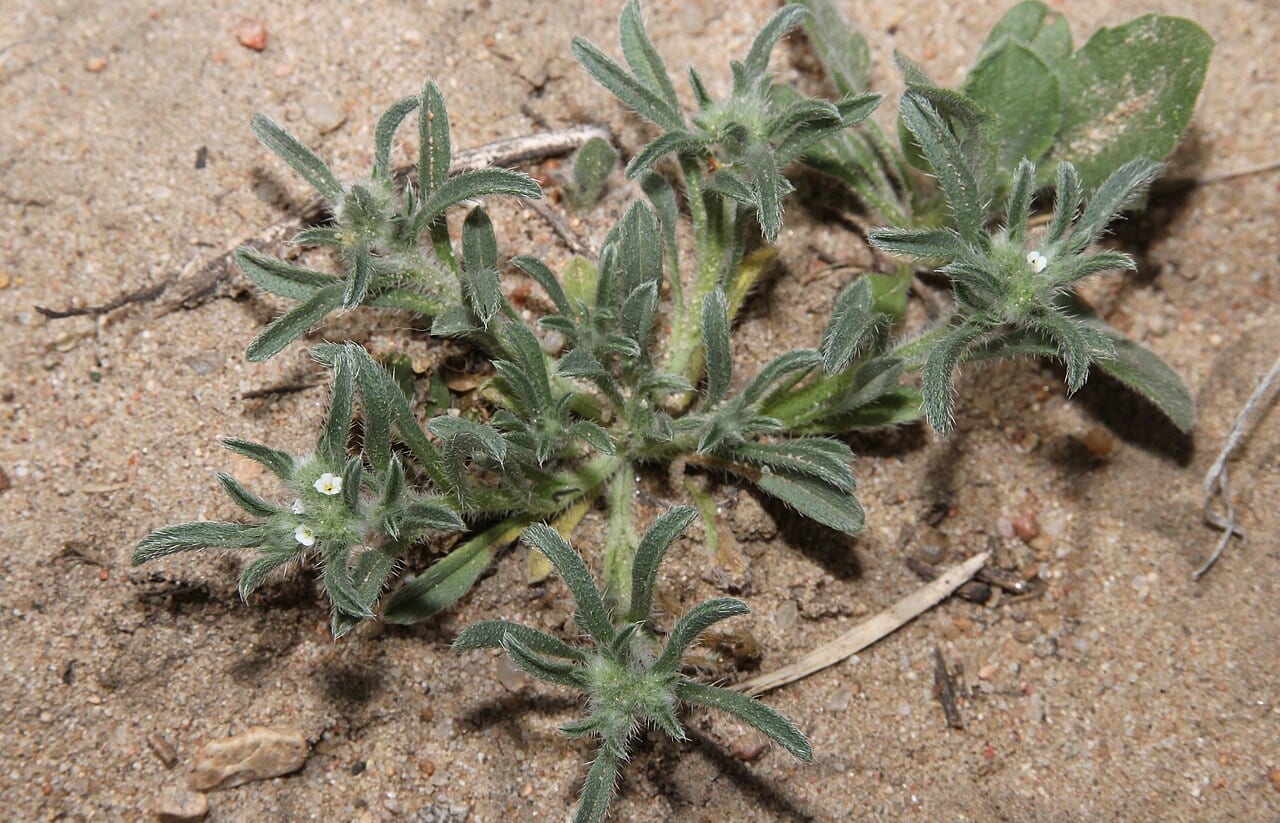 Little cryptantha (Cryptantha minima)