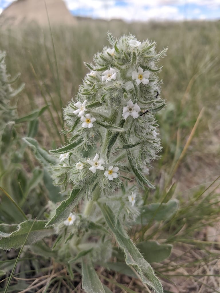 Calcareous cryptantha (Cryptantha thyrsiflora)