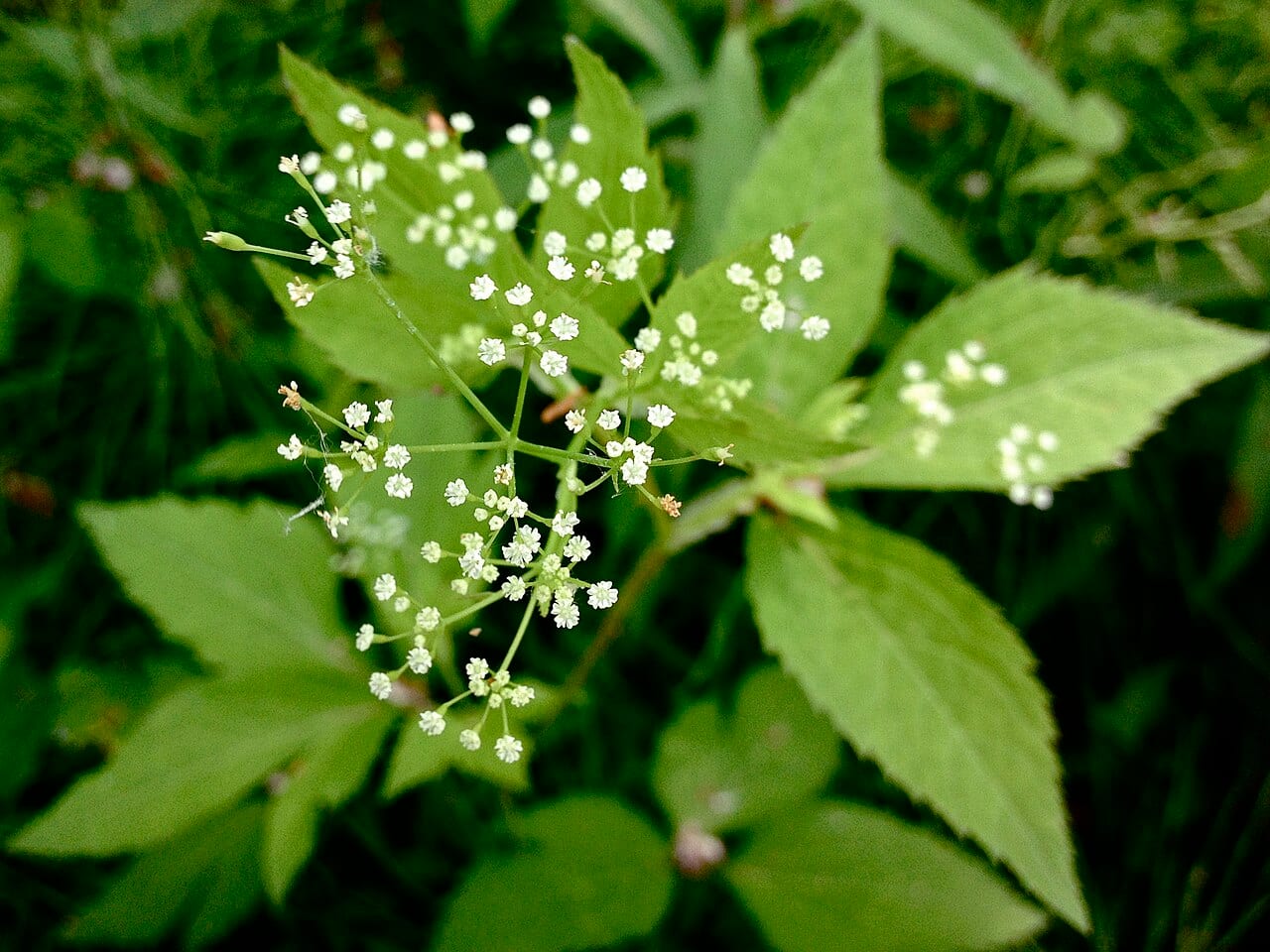 Canadian honewort (Cryptotaenia canadensis)