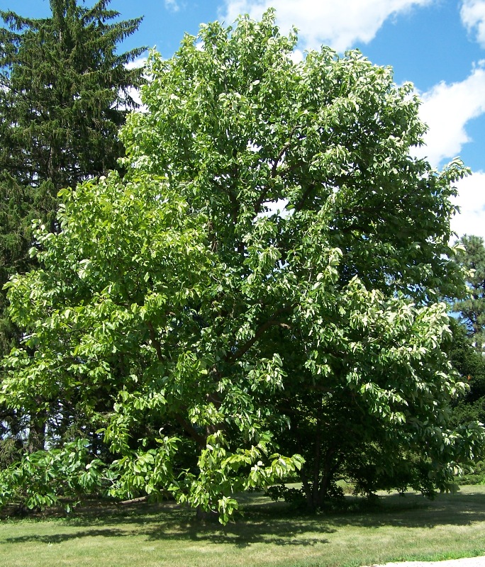 Cucumber Tree (Magnolia acuminata) with large leaves and greenish-yellow flower