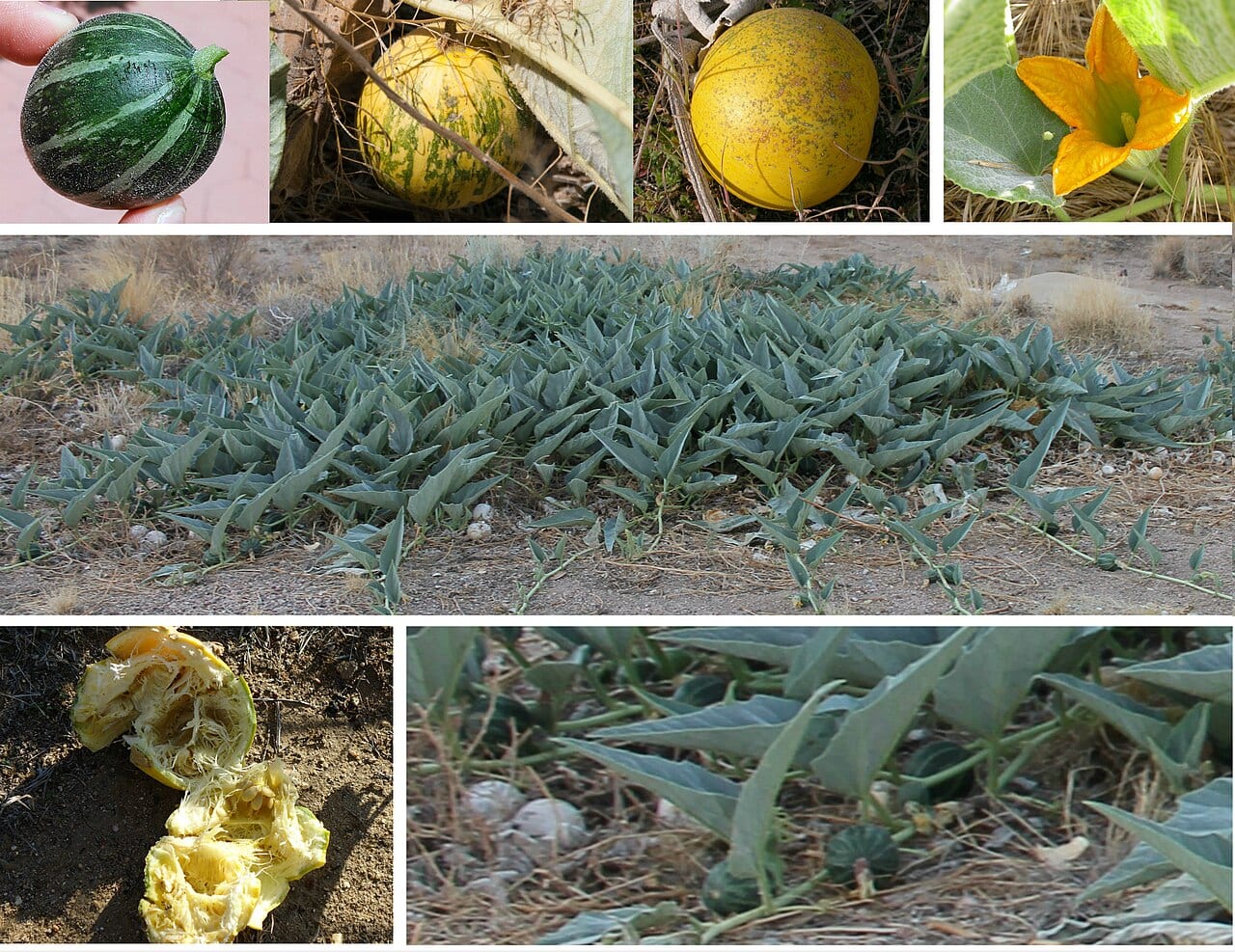 Stinking gourd (Cucurbita foetidissima)