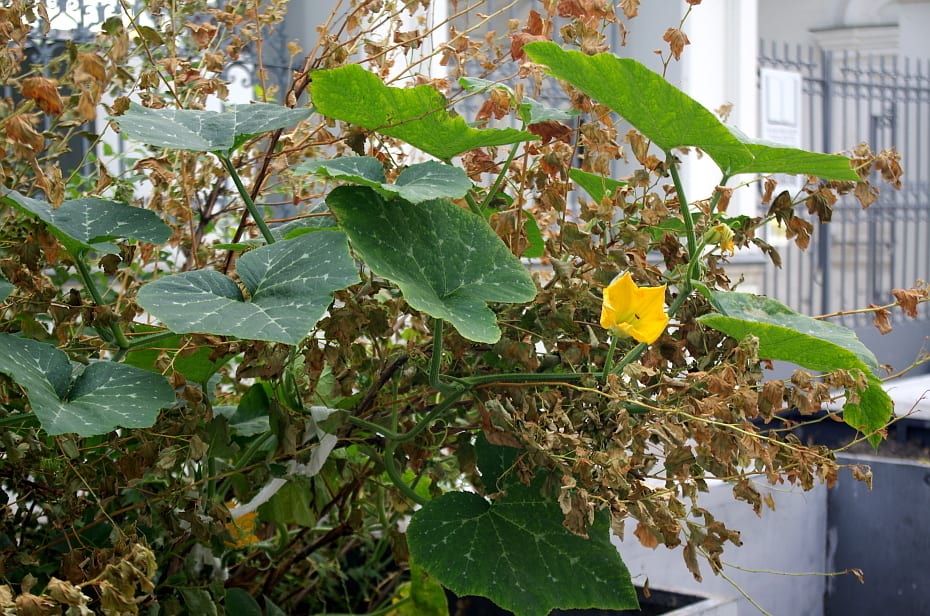 Ozark melon (Cucurbita pepo var. ozarkana)