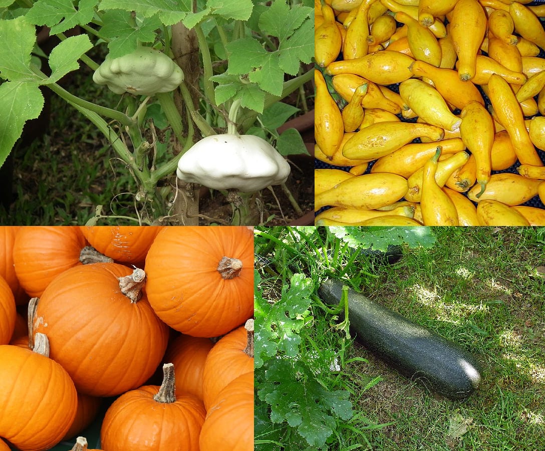 Field pumpkin (Cucurbita pepo)