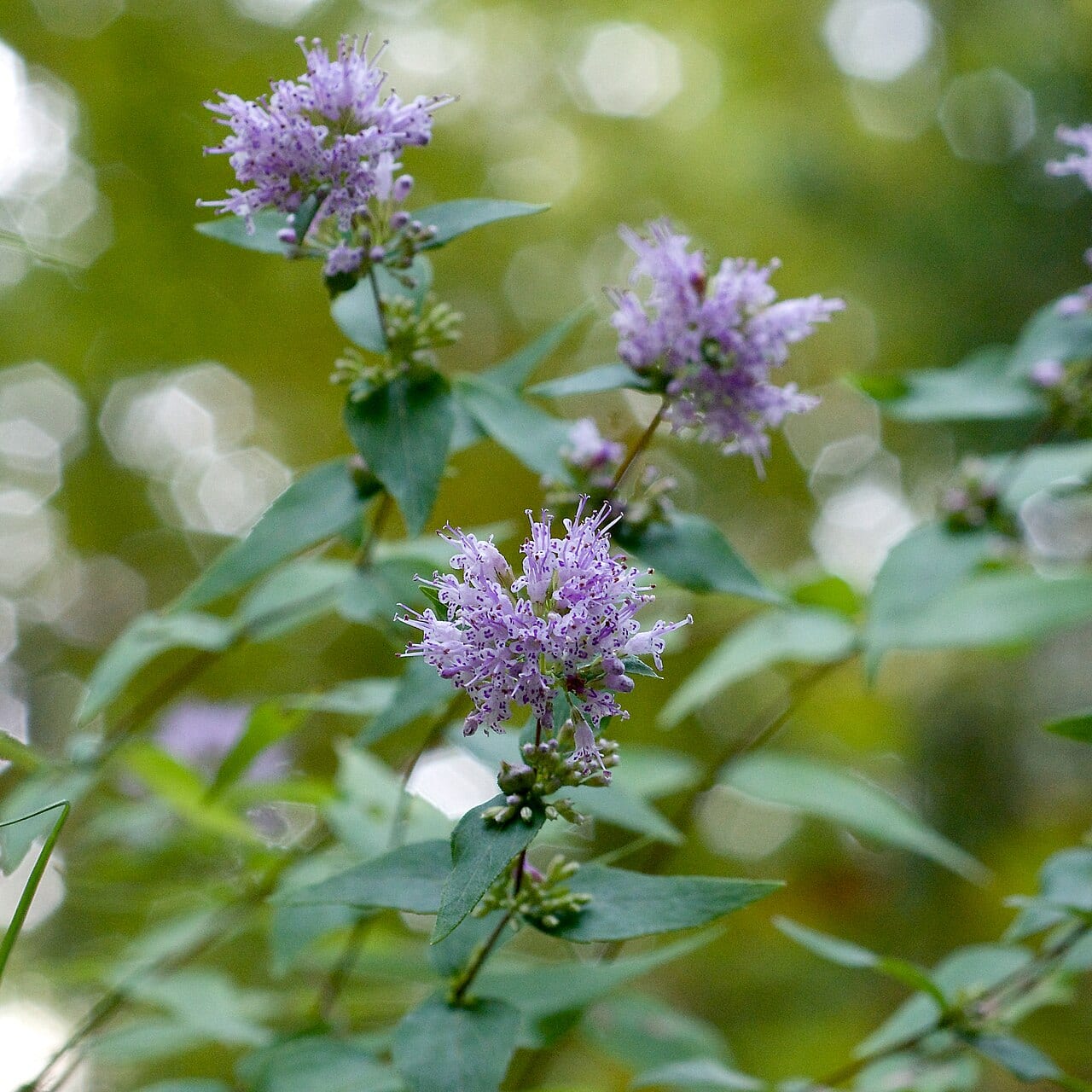 Common dittany (Cunila origanoides)