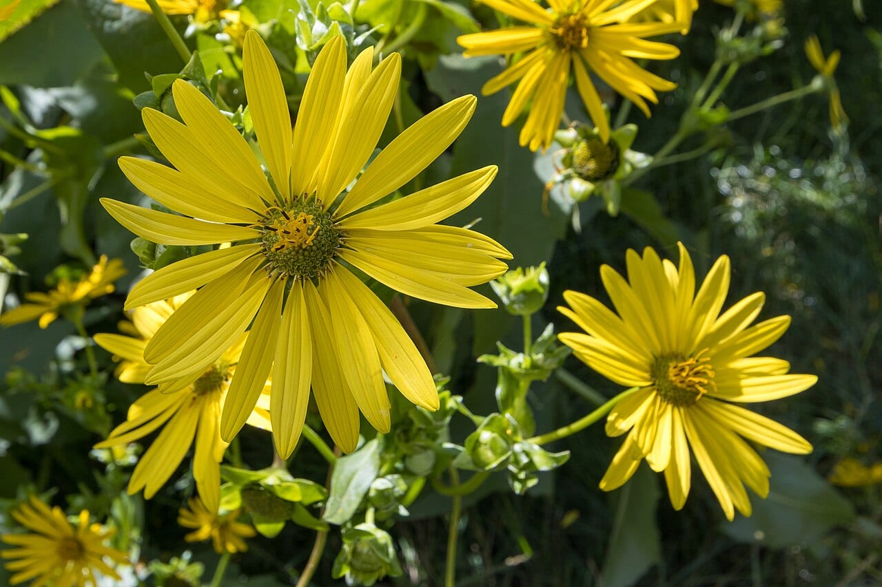Cup Plant (Silphium perfoliatum)