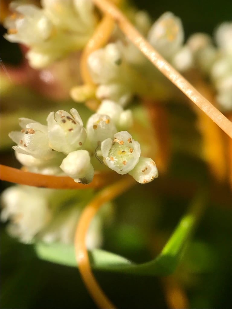 Buttonbush dodder (Cuscuta cephalanthi)