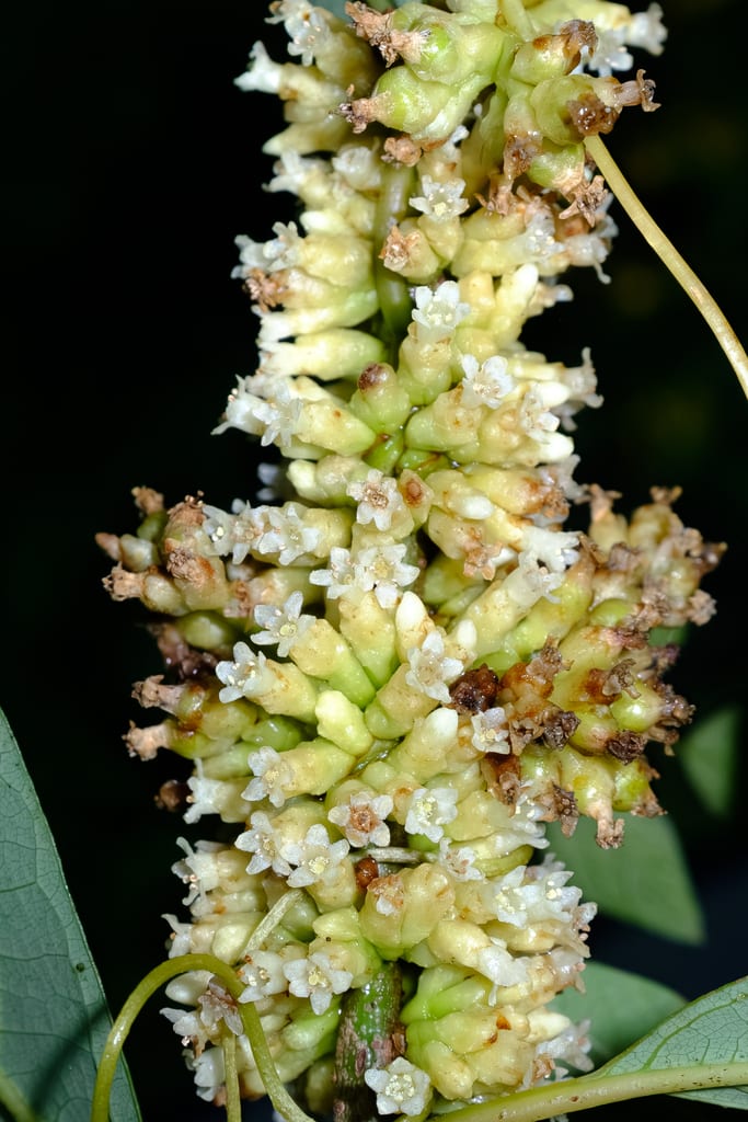 Compact dodder (Cuscuta compacta var. compacta)