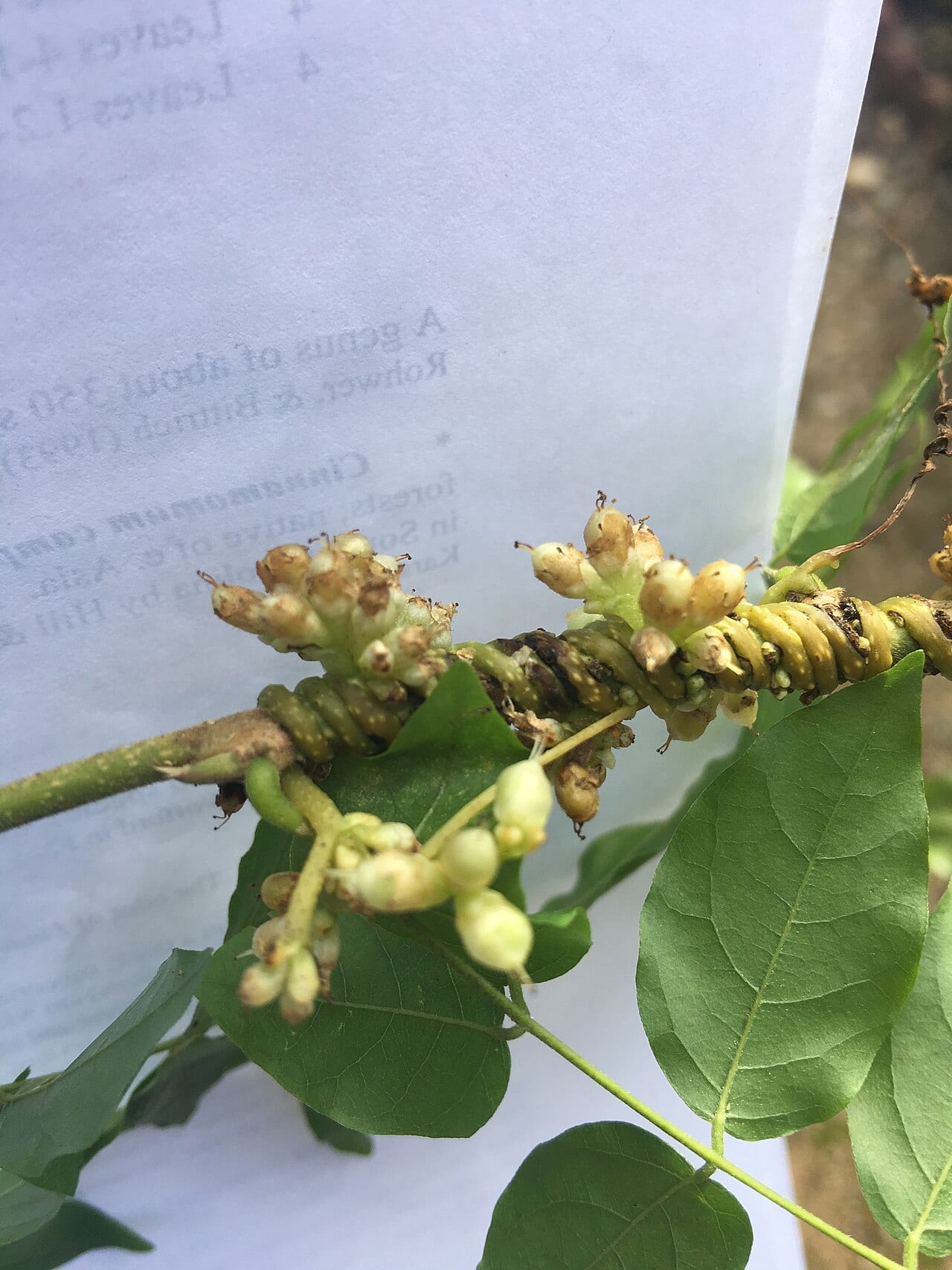 Compact dodder (Cuscuta compacta)
