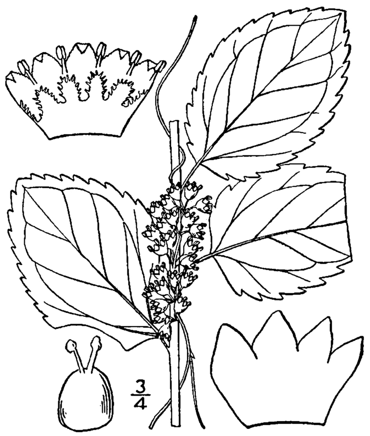 Hazel dodder (Cuscuta coryli)