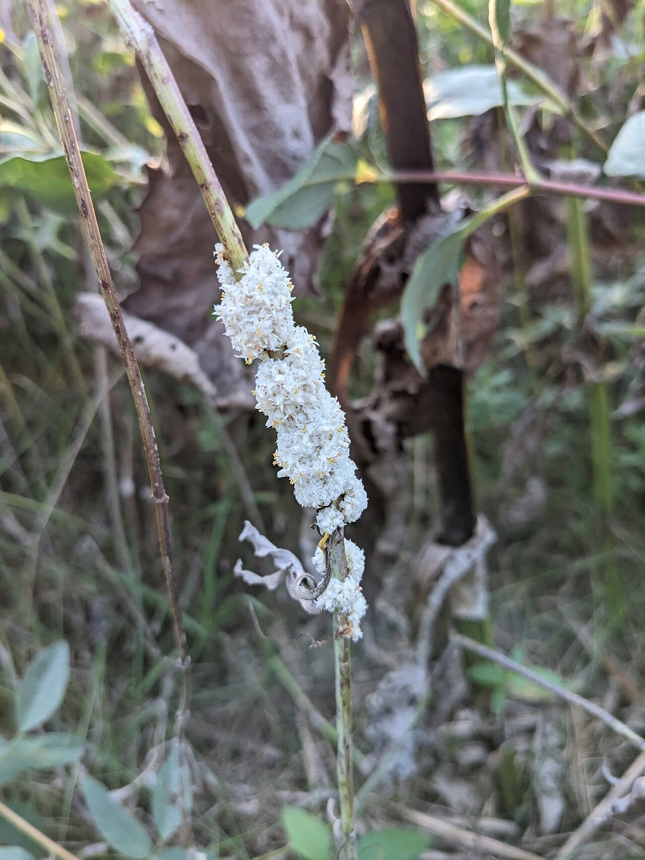 Rope dodder (Cuscuta glomerata)