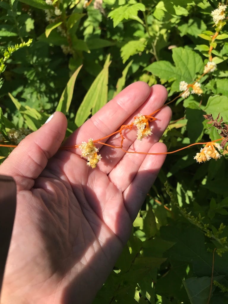 Scaldweed (Cuscuta gronovii var. gronovii)