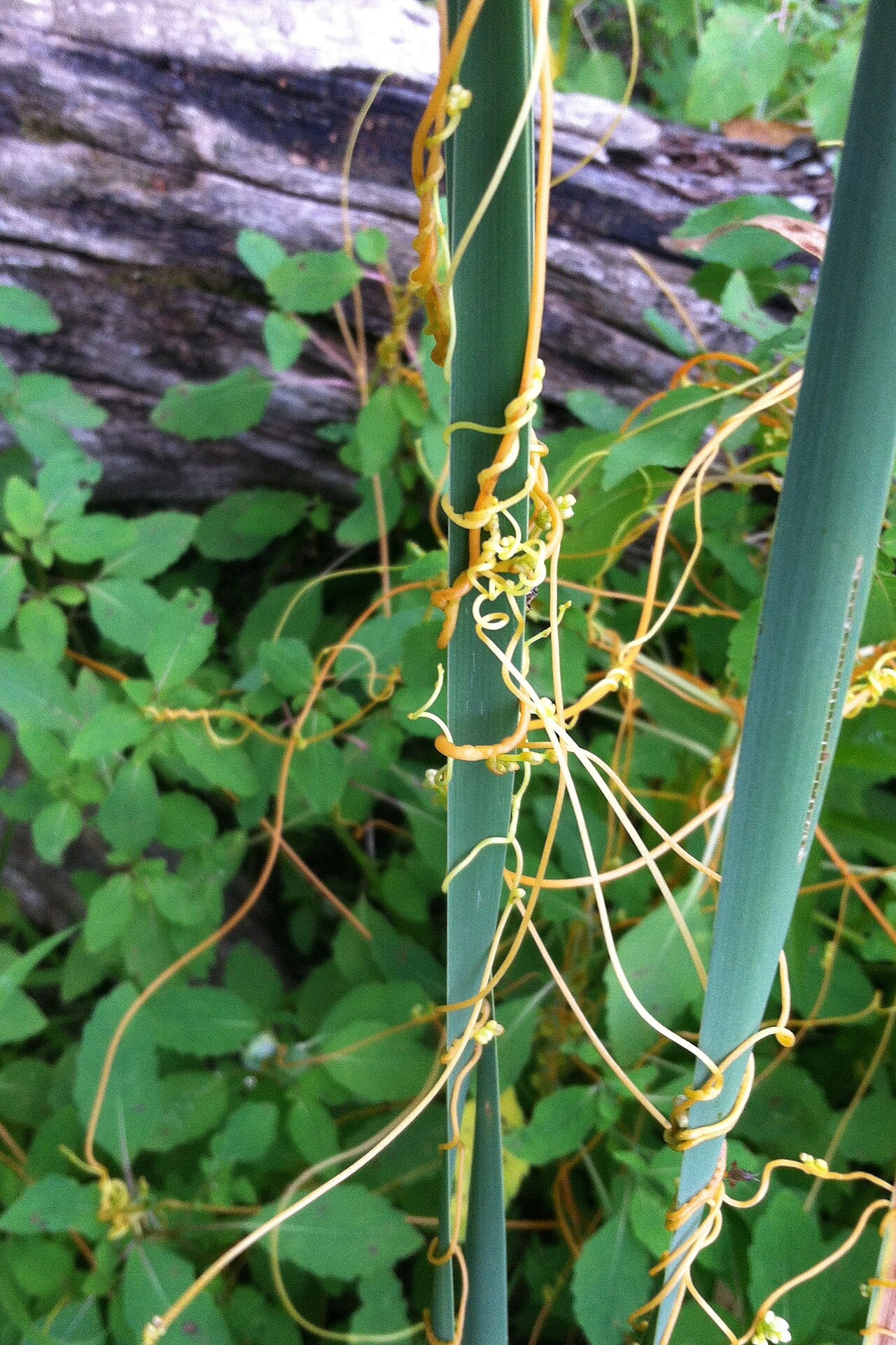 Scaldweed (Cuscuta gronovii)