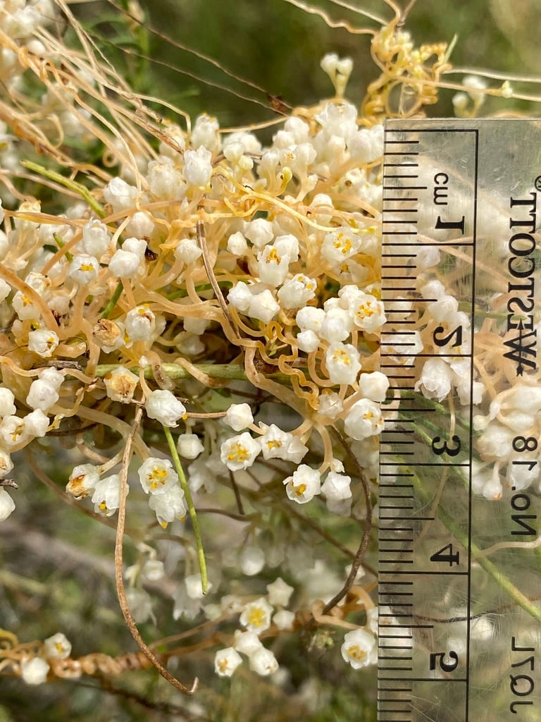 Big seed dodder (Cuscuta indecora var. longisepala)