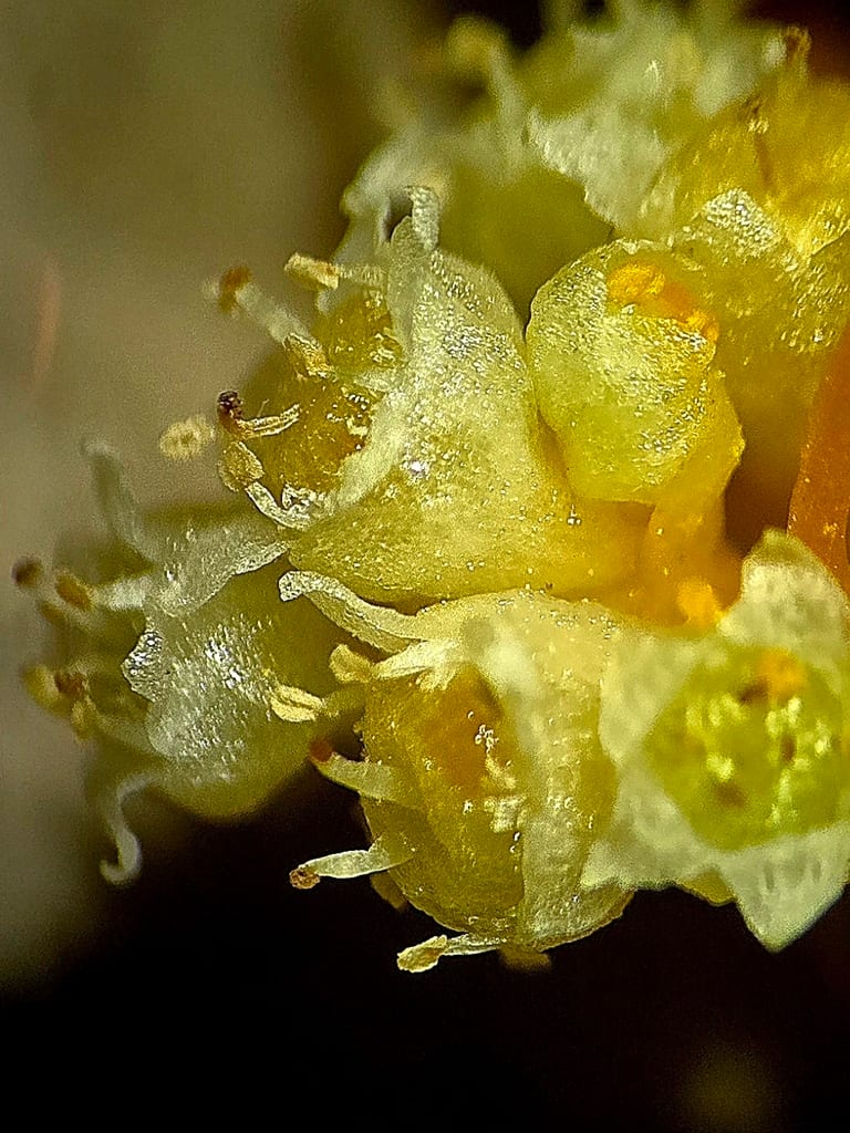 Peruvian dodder (Cuscuta obtusiflora)