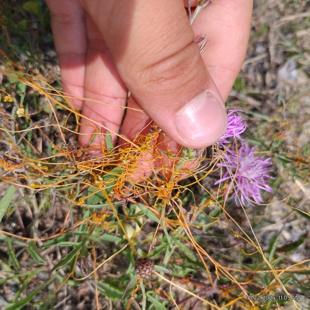 Fiveangled dodder (Cuscuta pentagona var. pentagona)